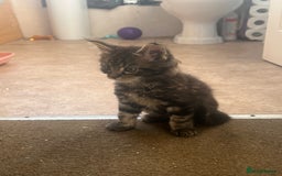Maine Coon cats for sale: Maine coon kitten. Black tabby pure Maine coon  - Image 11