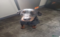 Mixed Breed dogs for sale: Doberman  - Image 1