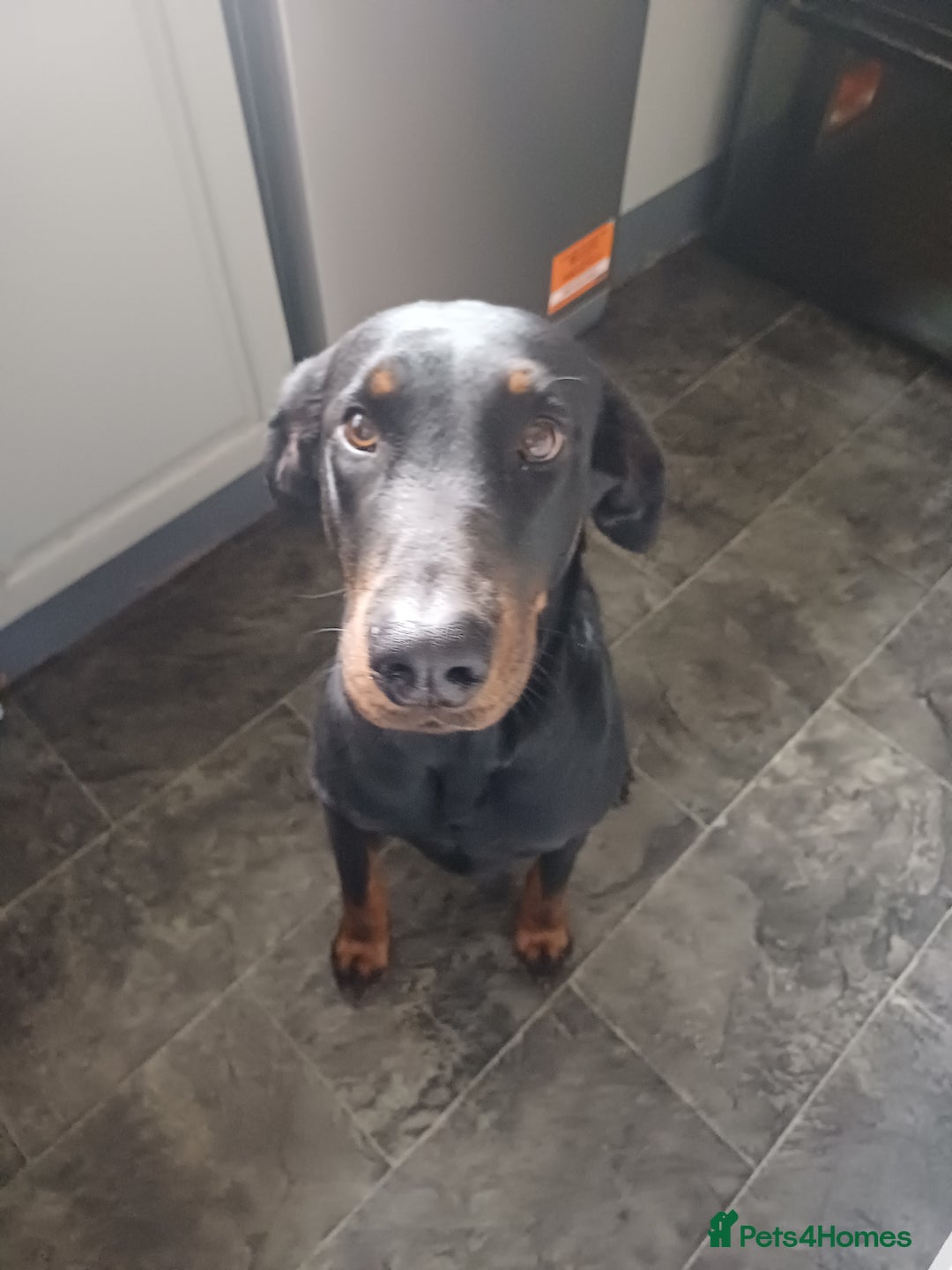 Mixed Breed dogs for sale: Doberman  - Image 1