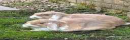 Mini Lop rabbits for sale: Two female mini lops in Pontyclun - Advert 5