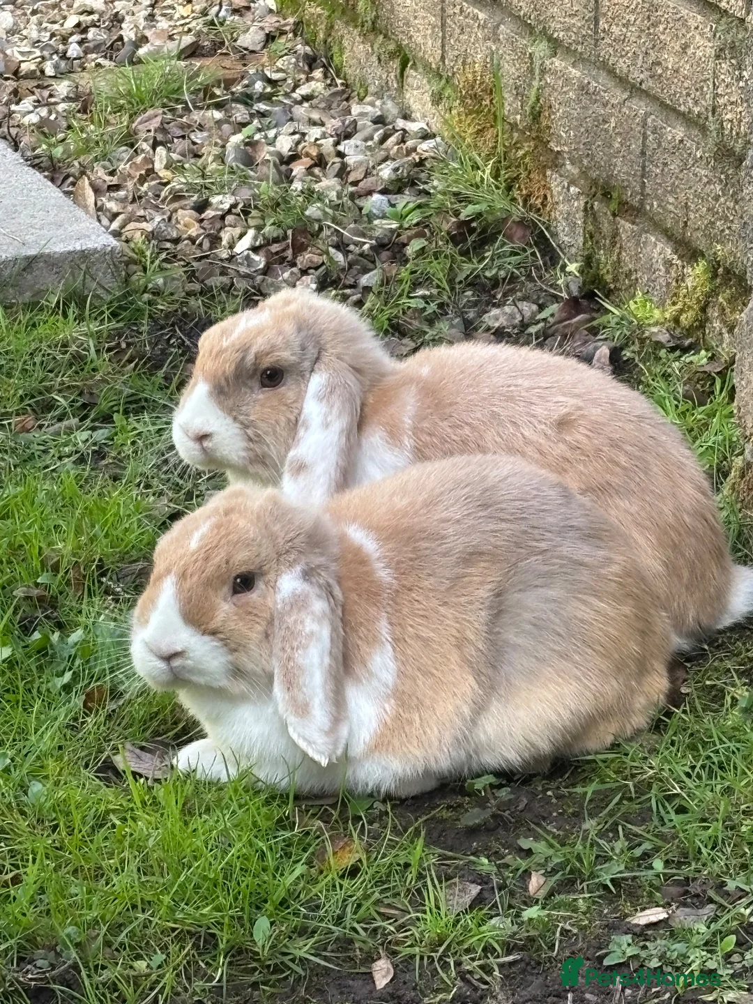 Mini Lop rabbits for sale: Two female mini lops in Pontyclun - Advert 5