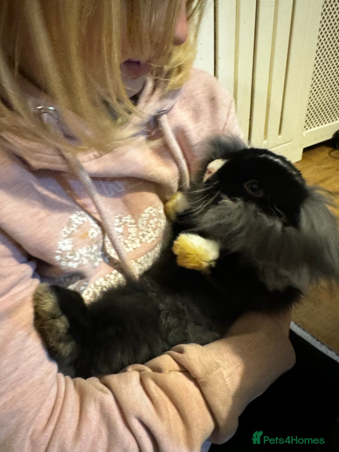 Mini Lion Lop rabbits for sale: 🩷🩵 Mini LionLops 🩵🩷 2 Available 🩷🩵 - Advert 2