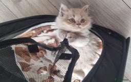 British Shorthair cats for sale: British shorthair kittens  - Image 13