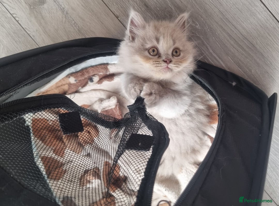 British Shorthair cats for sale: British shorthair kittens  - Image 13