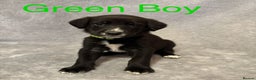 Mixed Breed dogs for sale:  German Shepherd × Dalmatian Puppies  - Advert 2
