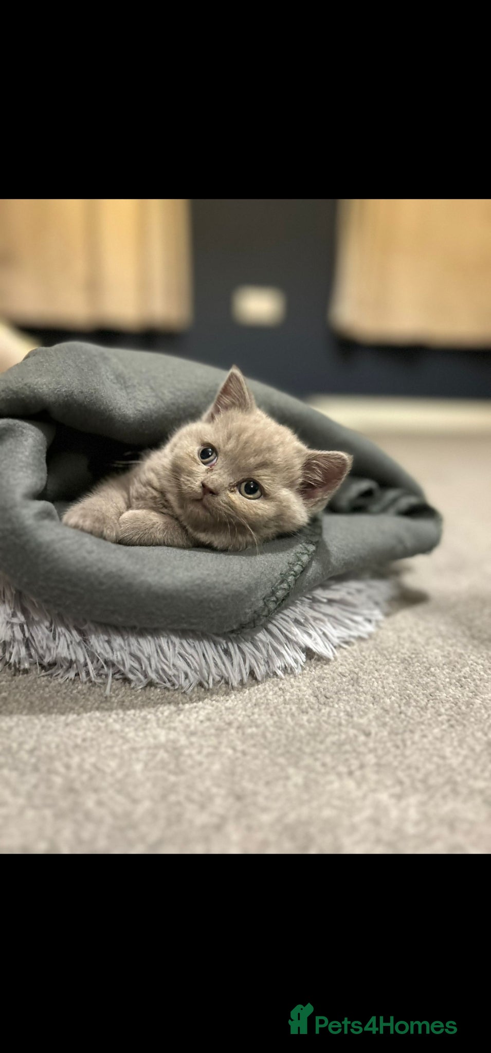 British Shorthair cats Fawn cream and blue point bsh babies 👶 - Advert 18