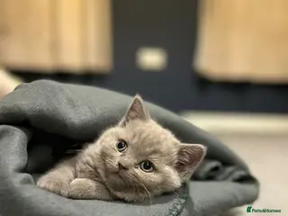 British Shorthair cats Fawn cream and blue point bsh babies 👶 - Advert 18