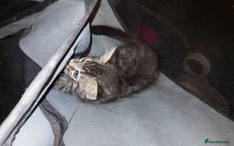 Mixed Breed cats for sale: Beautiful ragdoll bengal kittens  - Image 9