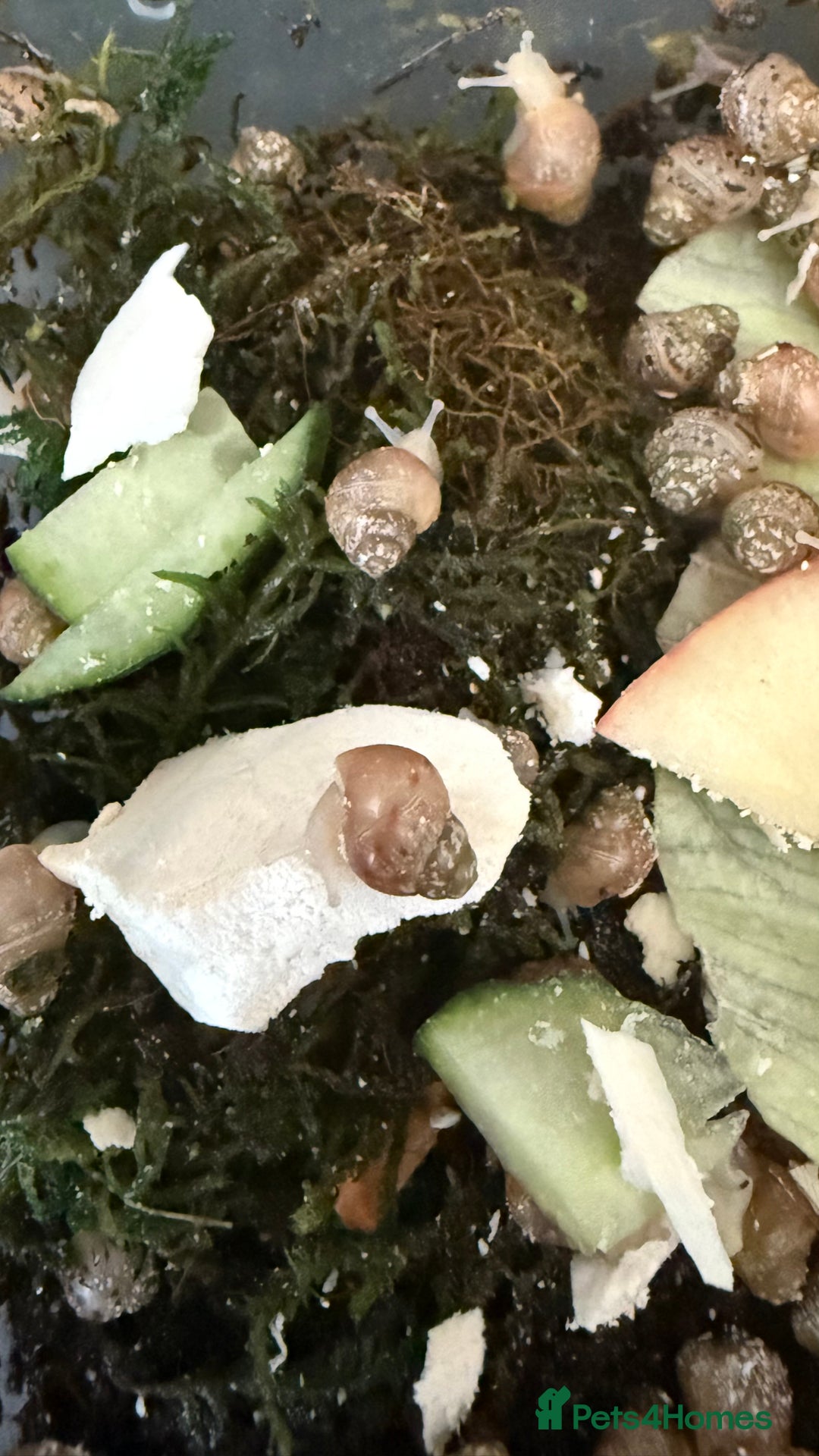 Snails invertebrates for sale: Lissachatina fulica babies - Image 4