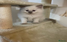 Ragdoll cats for sale: 2 rag doll boys - Image 9