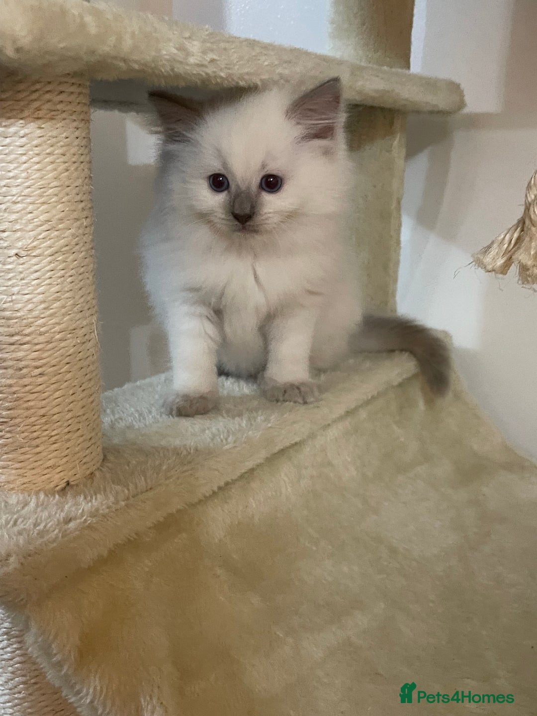 Ragdoll cats for sale: 2 rag doll boys - Image 9