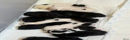 Mixed Breed dogs for sale: 12 stunning sprocker cross blue staffy puppies  - Advert 22