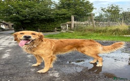 Golden Retriever dogs for sale: Confirmed litter of KC Golden Retriever puppies - Image 5