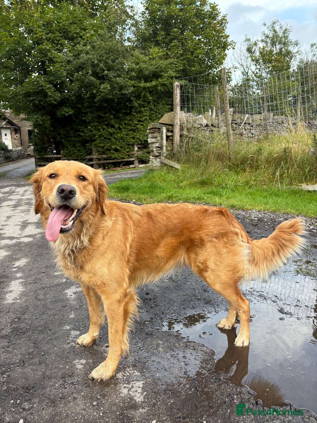 Golden Retriever dogs for sale: Confirmed litter of KC Golden Retriever puppies - Image 5