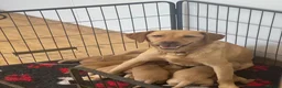 Labrador Retriever dogs for sale: Outstanding Red&Yellow Labradors,KC&health tested - Advert 4