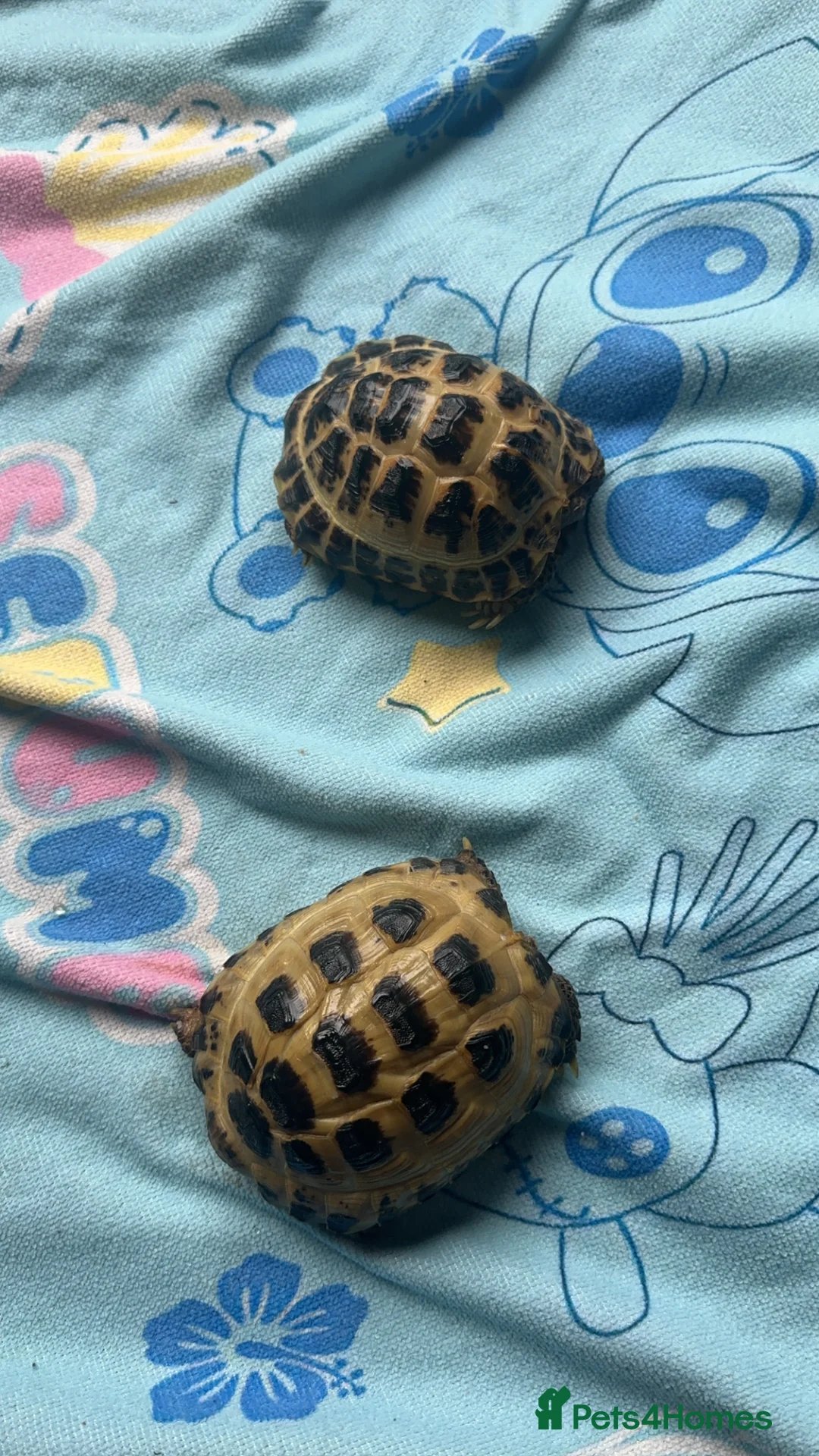 Tortoise reptiles for sale: 3 year old horsfield tortoise brothers for sale  - Advert 11
