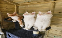 Maine Coon cats for sale: Maine Coon Angora  in Glasgow - Image 14