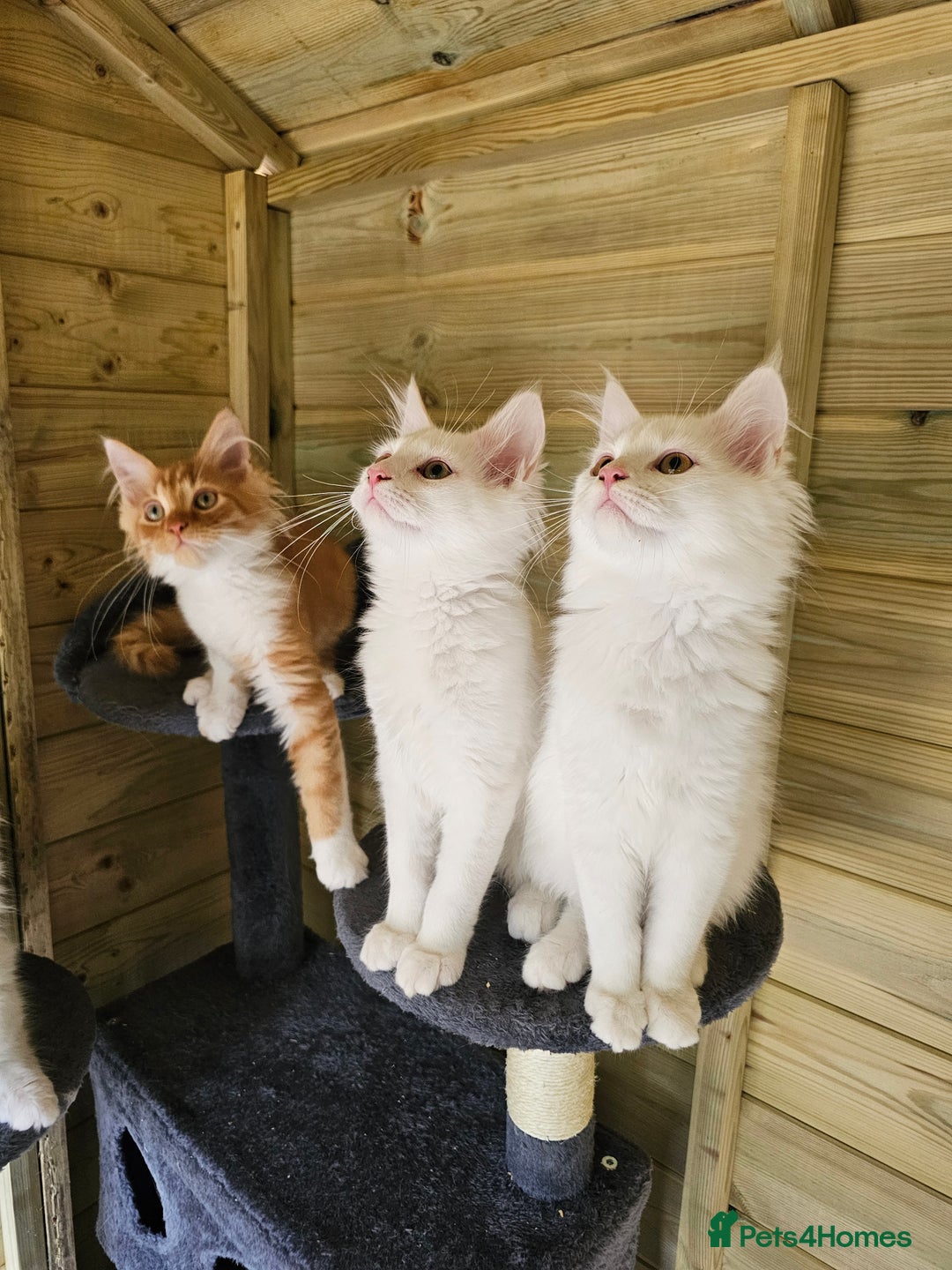 Maine Coon cats for sale: Maine Coon Angora  in Glasgow - Image 14