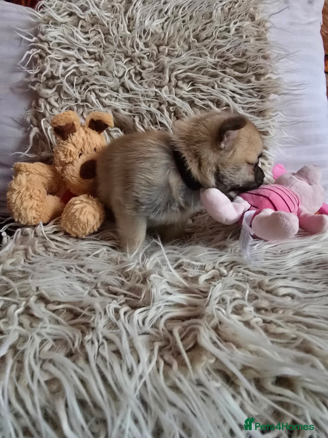 Pomchi dogs for sale: Beautiful Pomchi Puppy's ❤️  - Advert 20