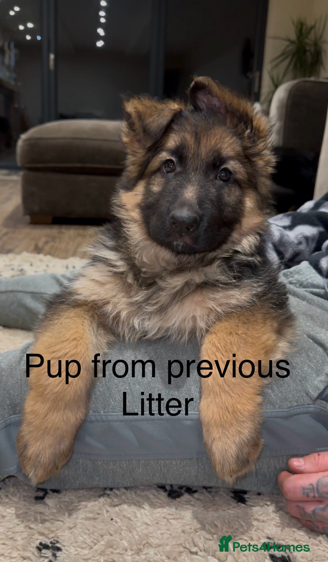 German Shepherd dogs for sale: Beautiful purebred German shepherd puppies - Image 1