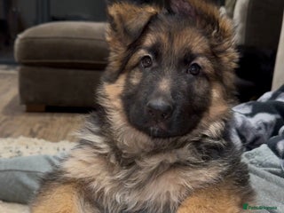 German Shepherd dogs - Advert 32