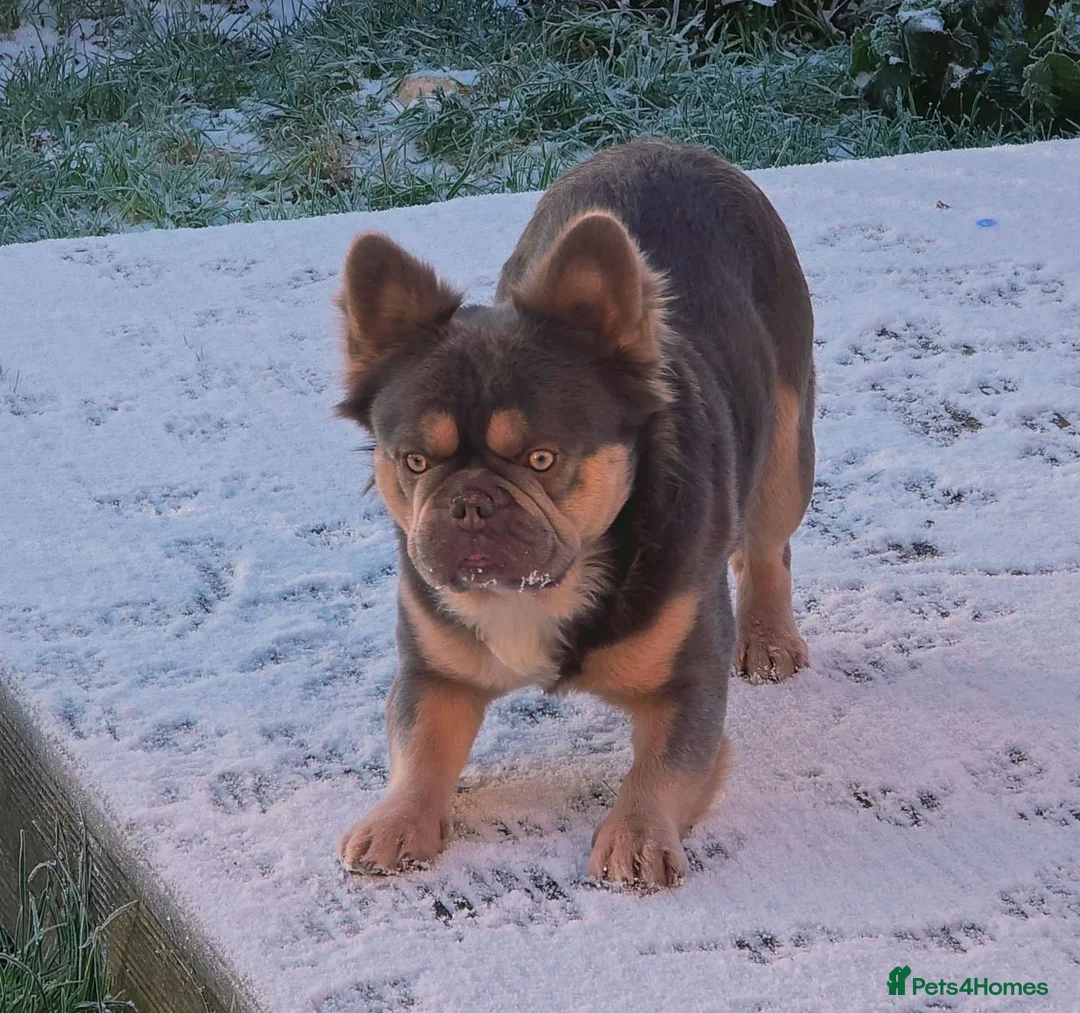 French Bulldog dogs for stud: FULL FLUFFY FRENCH BULLDOG STUD🦁 in Chester - Advert 3