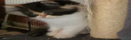 Persian cats for sale: Beautiful Ragdoll/Persian Kittens. - Advert 11