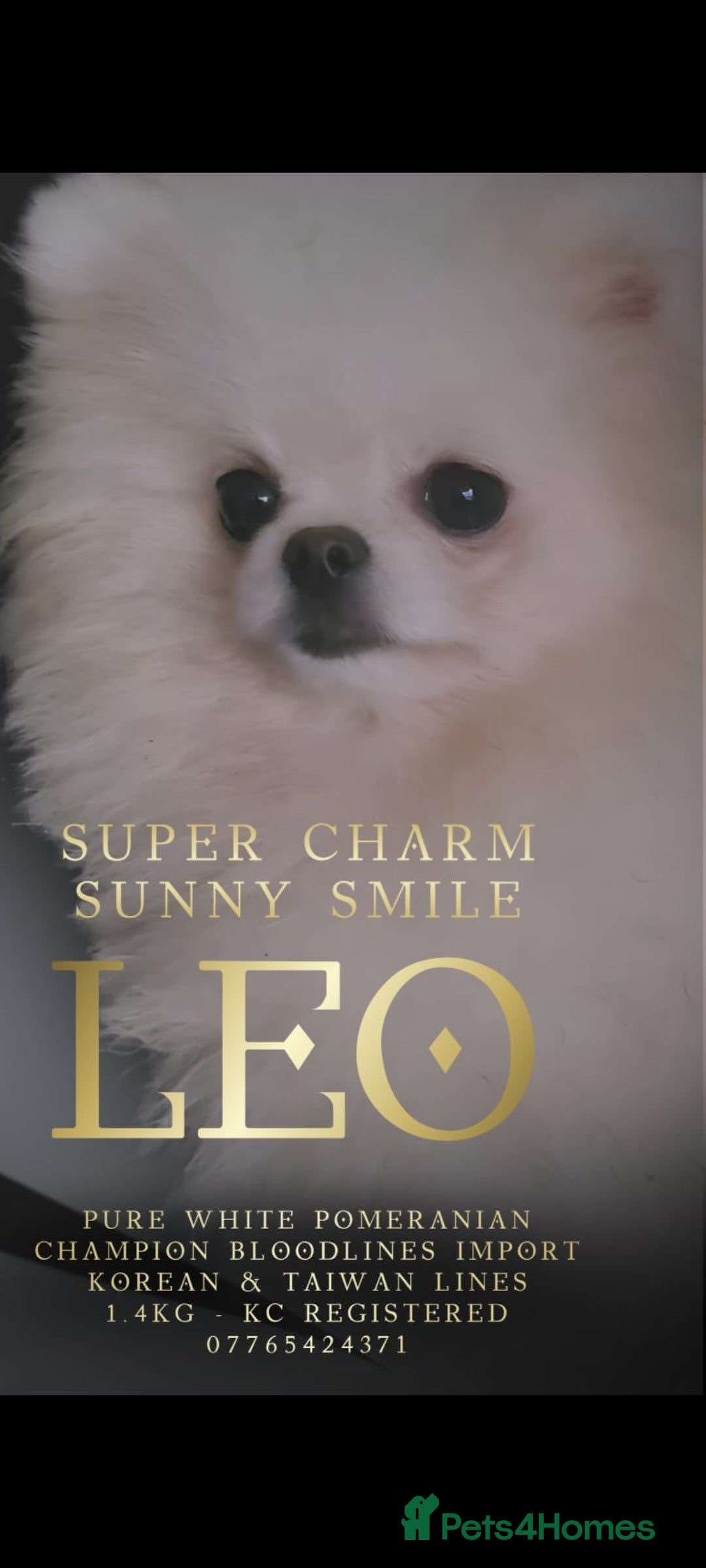 Pomeranian dogs for stud: Tiny1.4kg KC white Top Quality Pomeranian Stud in Coventry - Advert 8