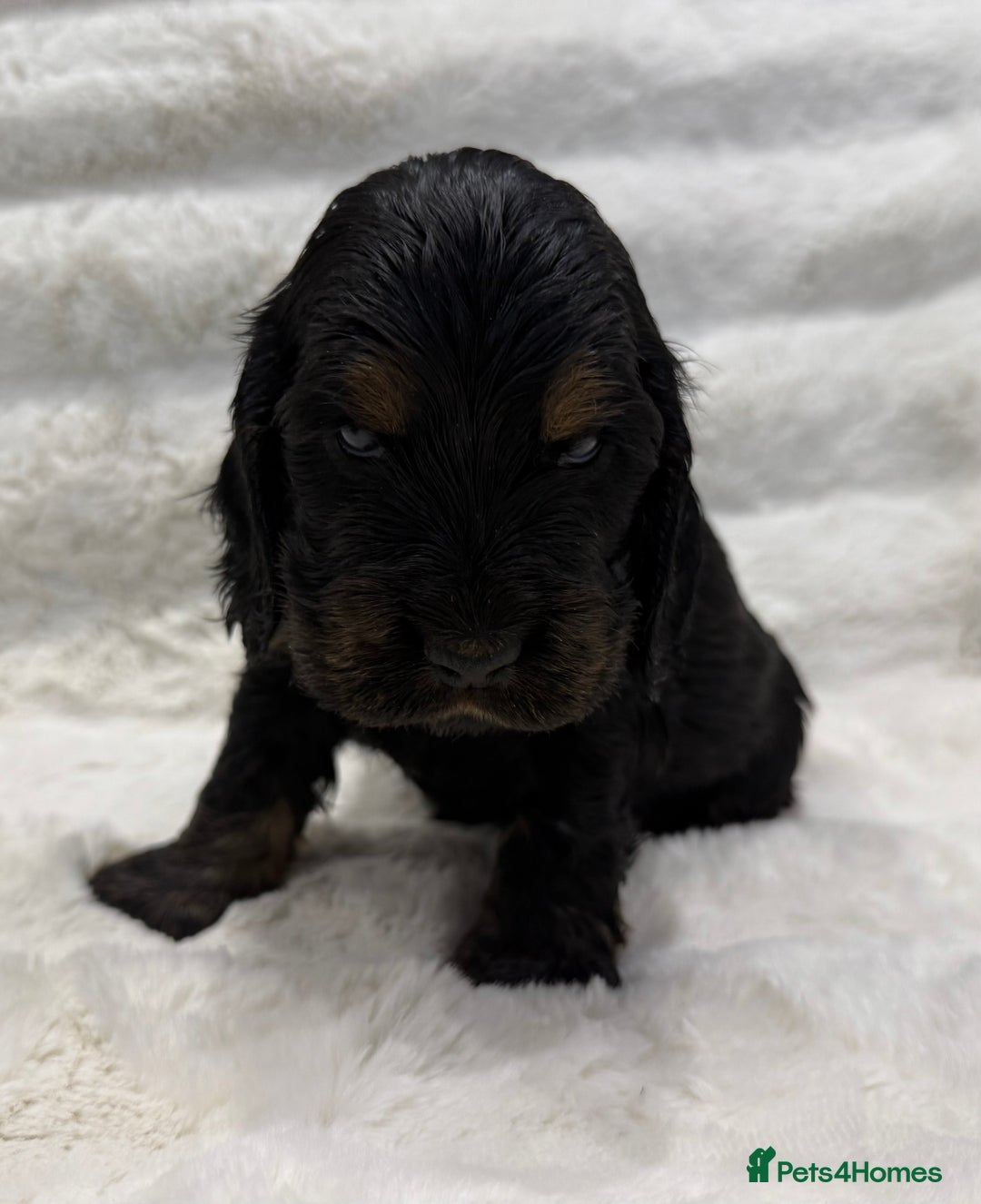 Cocker Spaniel dogs for sale: Kc Show type Cocker Spaniels  - Advert 7