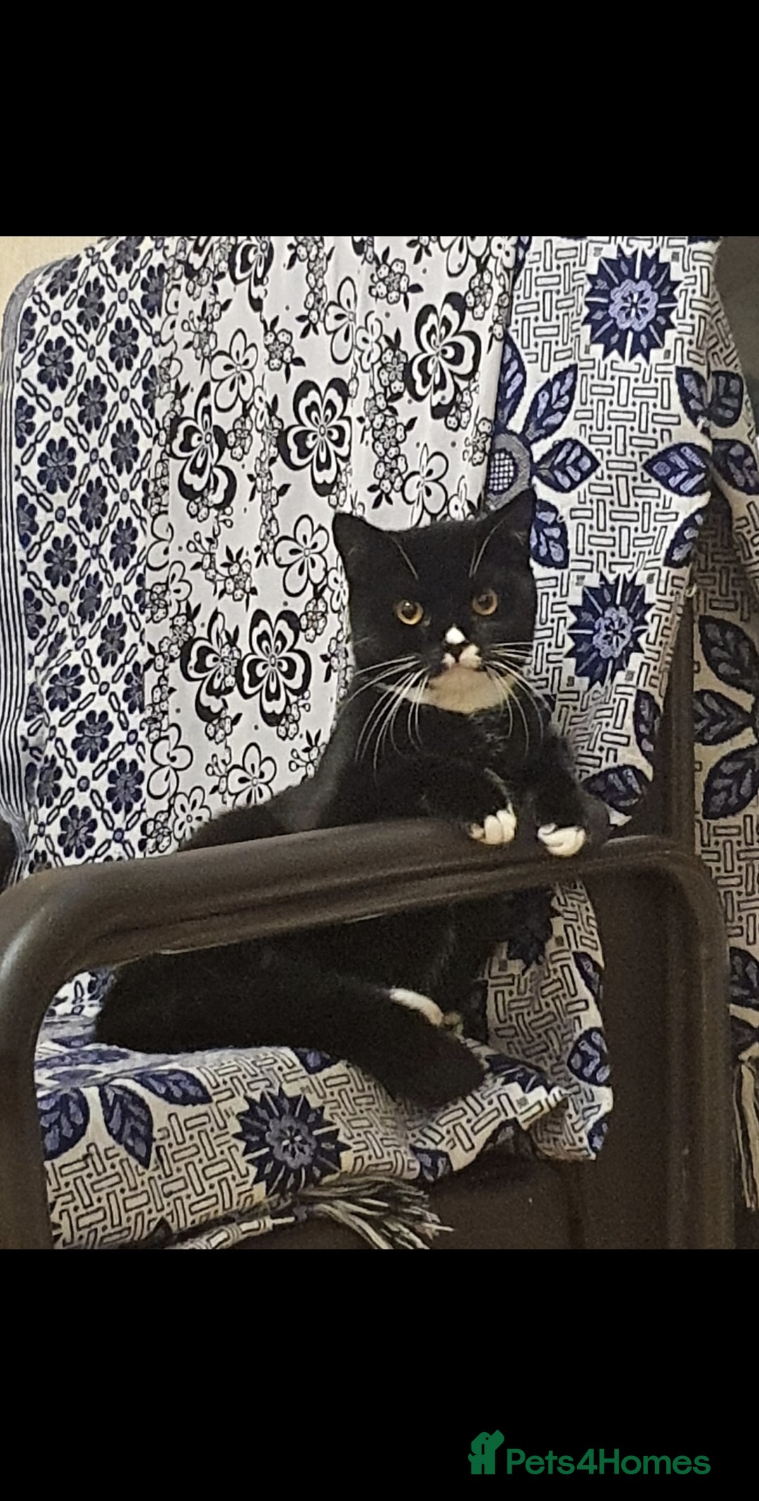 Mixed Breed cats for sale: 1 years old micro chipped and sprayed - Advert 3