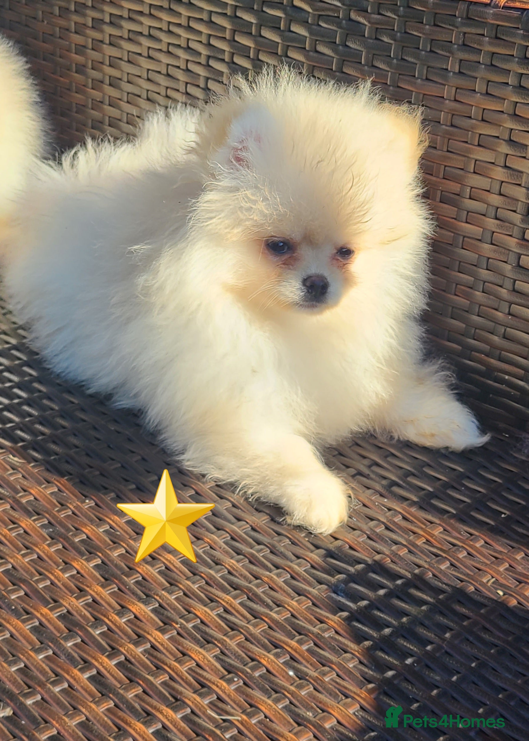 Pomeranian dogs Kc registered pomeranian puppies READY NOW💙 male - Advert 11
