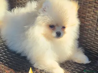 Pomeranian dogs Kc registered pomeranian puppies READY NOW💙 male - Advert 11