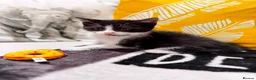 Mixed Breed cats for sale: Sweets without calories!! - Advert 16