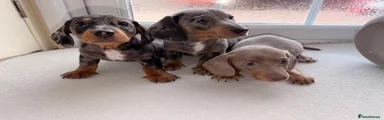 Dachshund Puppy 2