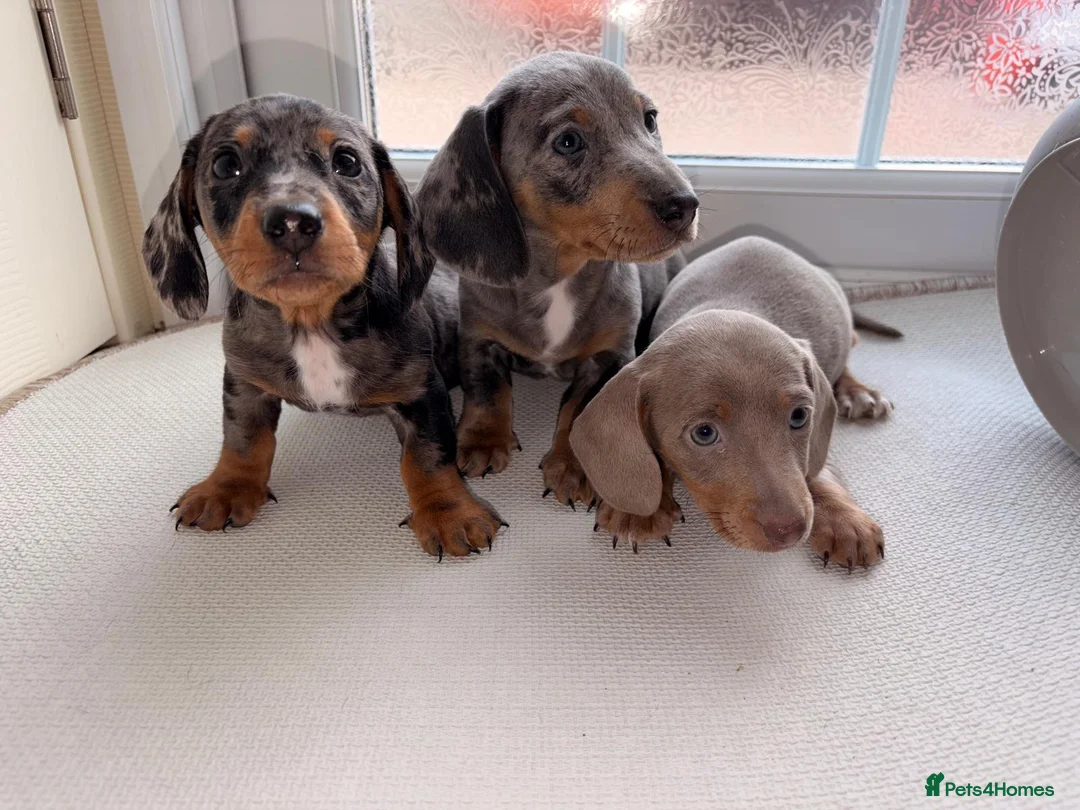 Dachshund dogs for sale: Dachshund  - Advert 2