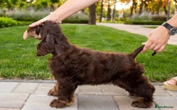 American Cocker Spaniel dogs for stud: Chocolate & Tan Proven KC American Cocker Stud in Doncaster - Image 1