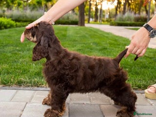 American Cocker Spaniel dogs in Doncaster - Advert 2