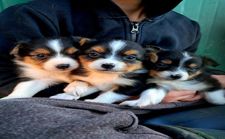 Australian Shepherd dogs - Advert 1