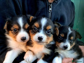 Australian Shepherd dogs - Advert 6