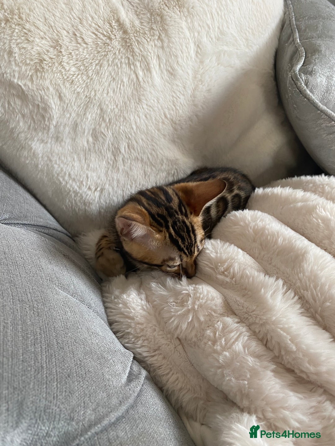 Bengal cats for sale: Beautiful pure bred Bengal boy for sale  - Image 7