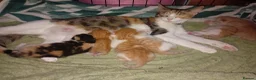 Mixed Breed cats for adoption: Rare female kittens - Advert 1