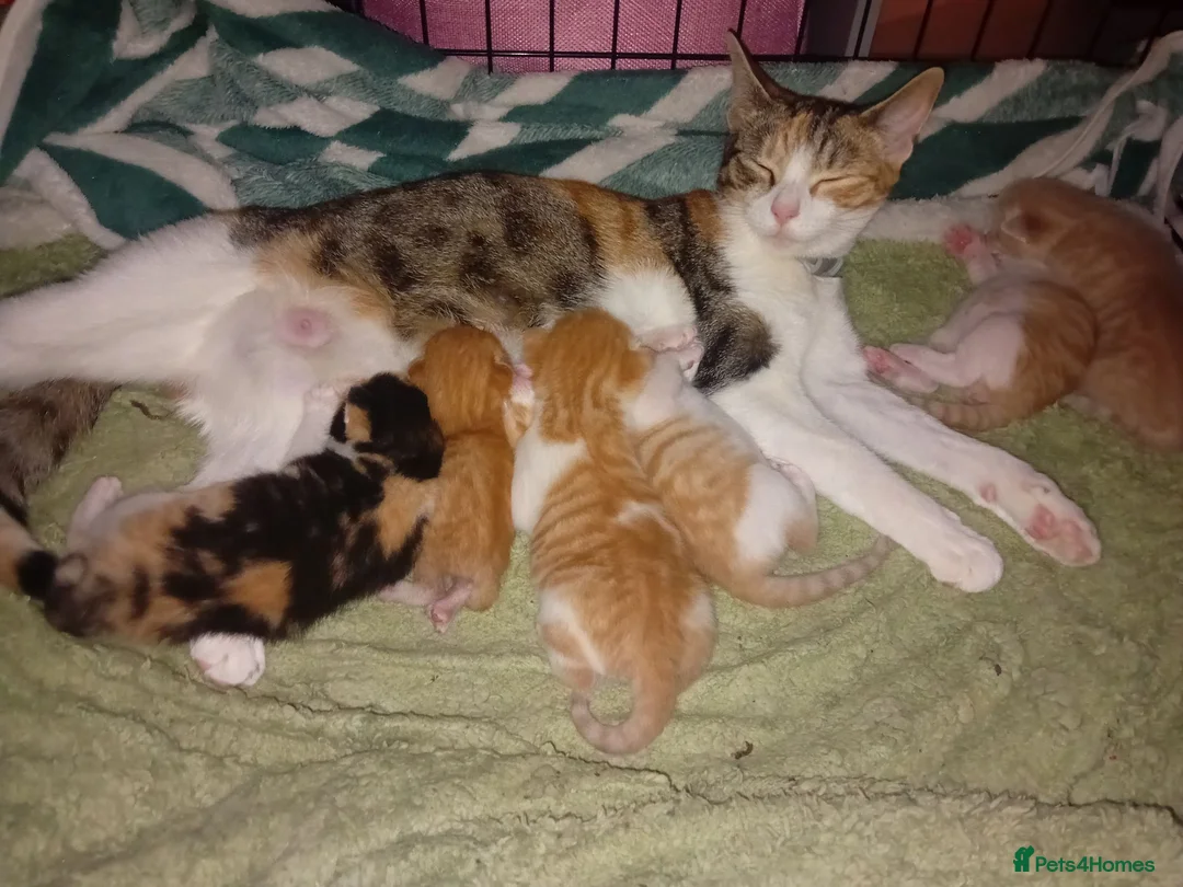 Mixed Breed cats for adoption: Rare female kittens - Advert 1