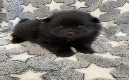 Pomeranian dogs for sale: Beautiful pomeranian Puppies - Image 11