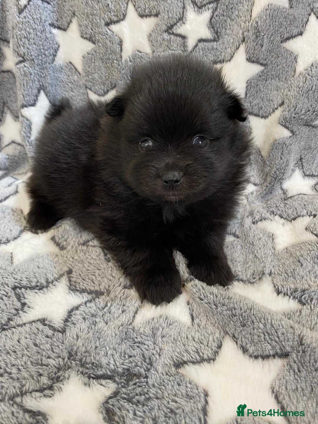 Pomeranian dogs for sale: Beautiful pomeranian Puppies - Image 11