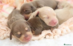 Miniature Dachshund dogs for sale: KC Miniature Dachshund Puppies - Image 5