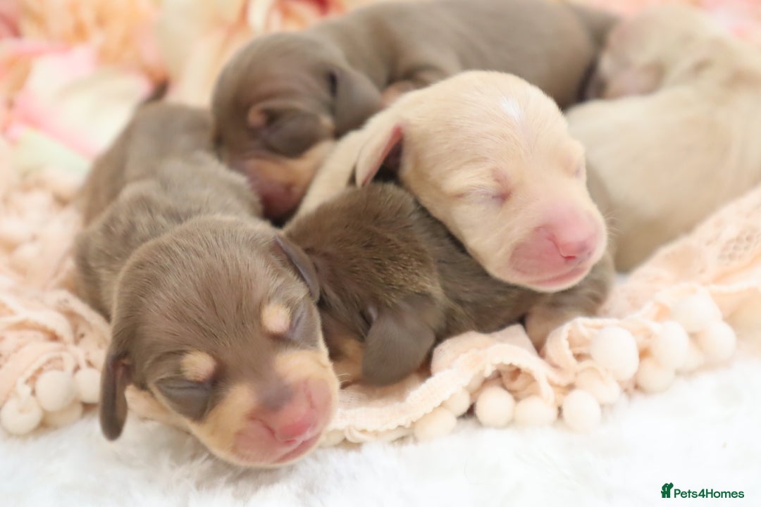 Miniature Dachshund dogs for sale: KC Miniature Dachshund Puppies - Image 5