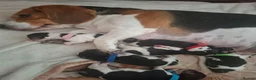 Beagle dogs for sale: Beautiful beagle puppies  - Advert 1