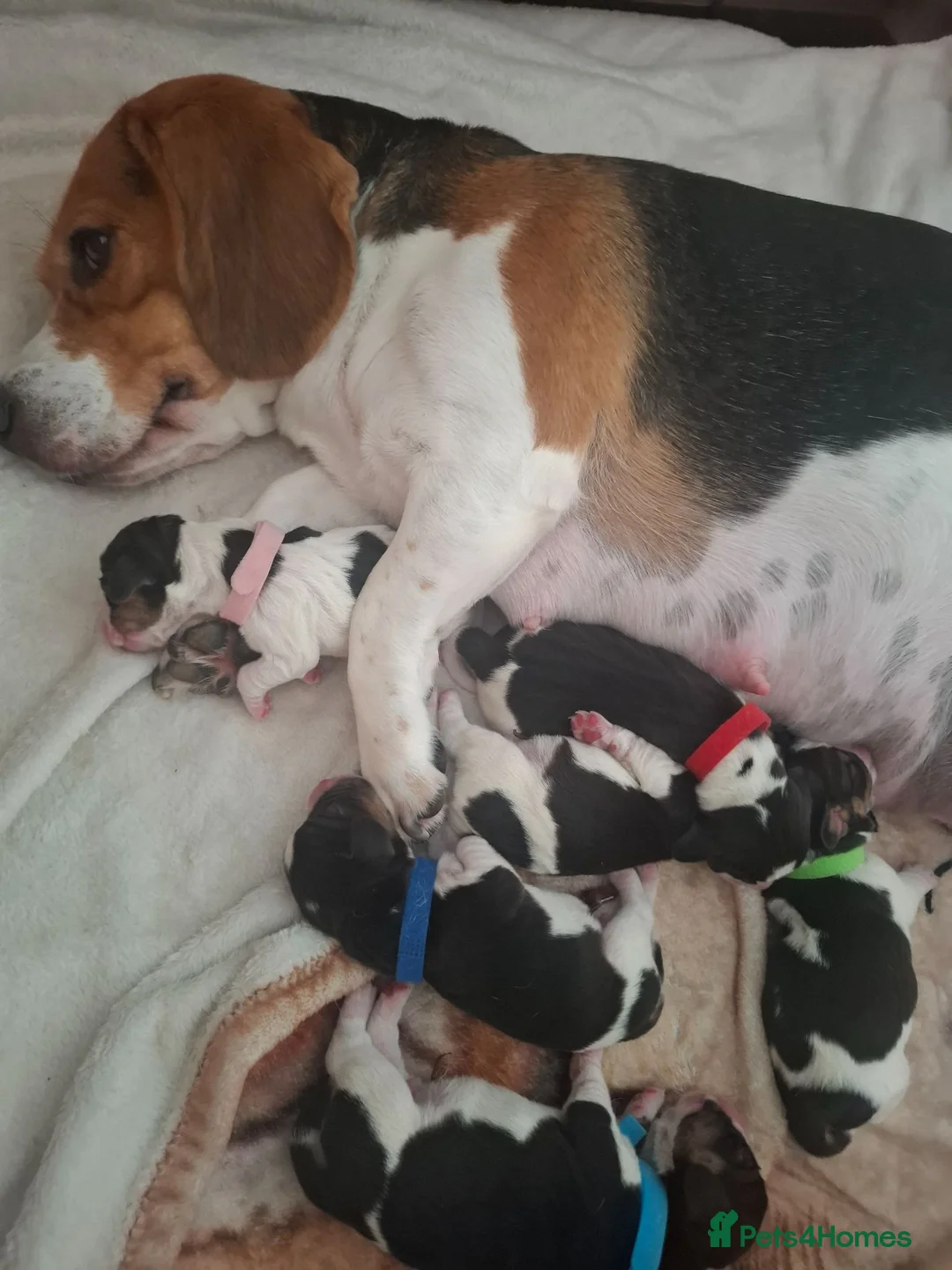 Beagle dogs for sale: Beautiful beagle puppies  - Advert 1