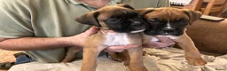 Boxer dogs for sale: READY NOW- Stunning boxer puppies - Advert 3