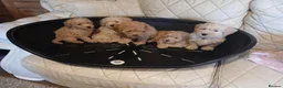 Cavapoo dogs for sale: Cavapoo F1b puppies  - Advert 7